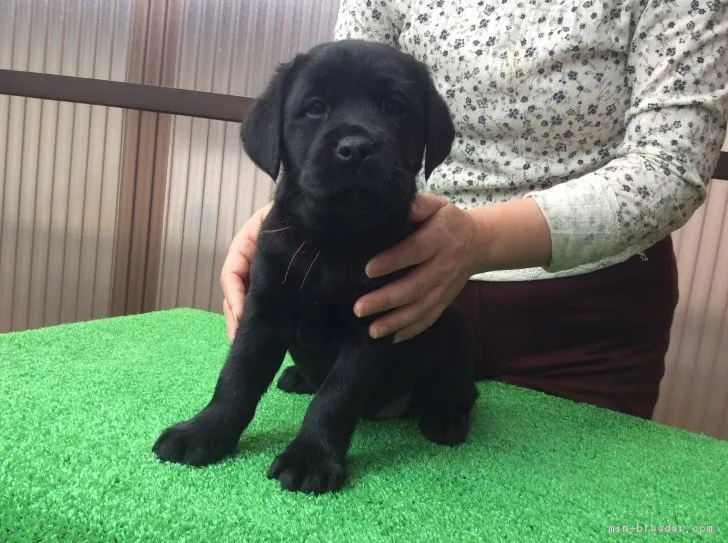 つやもも 様のお迎えした子犬