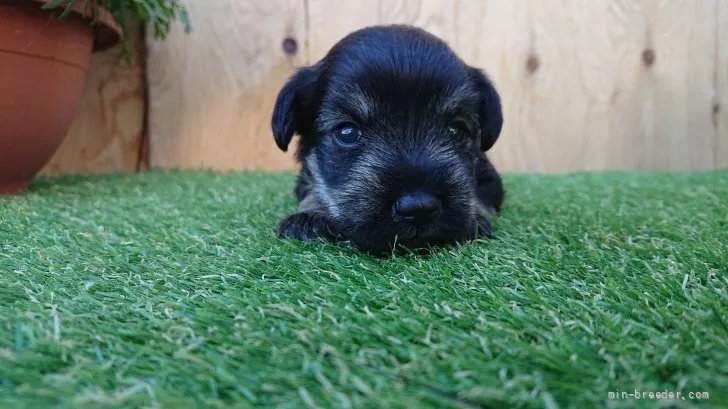 ID:2110-02234の子犬