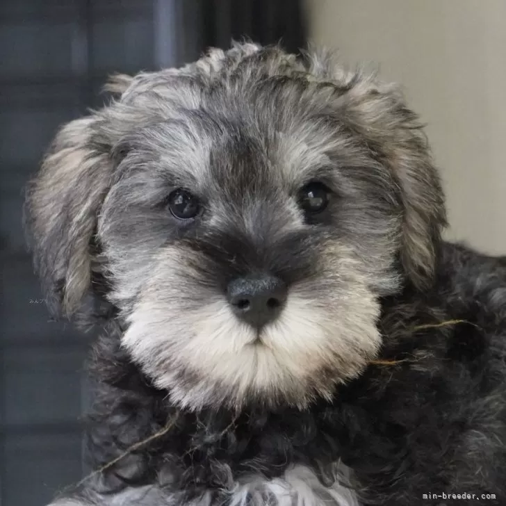 ID：2408-07000の子犬