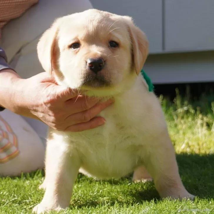 D.S 様のお迎えした子犬