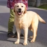 ラブラドールレトリバー【岐阜県・女の子・2023年6月10日・イエロー】の写真1「パステルリボンの女の子」