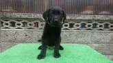 ラブラドールレトリバー【岐阜県・男の子・2021年7月9日・ブラック】の写真2「良い子に育ってくれています。」