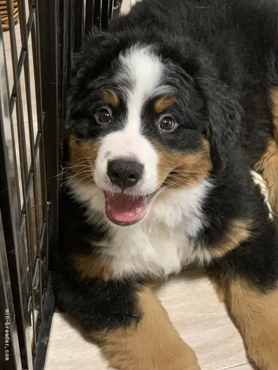 ID:2108-03569の子犬