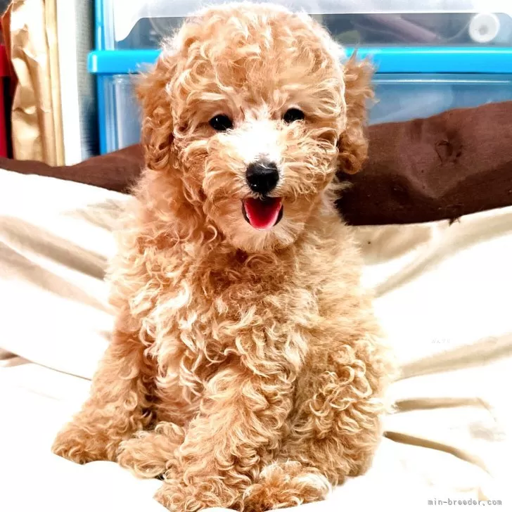 トイプードル(トイ)【広島県・男の子・2025年5月9日・クリーム】の写真1