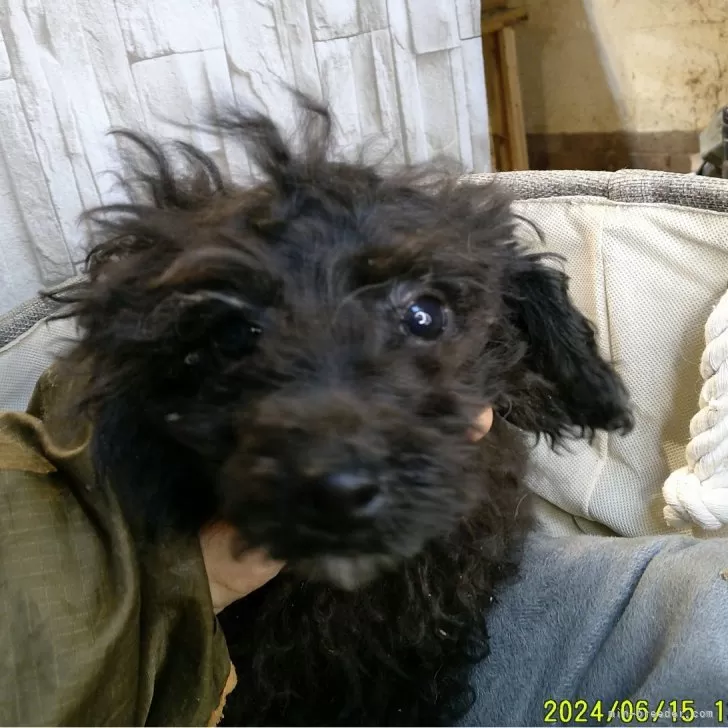 ティーカッププードル【広島県・男の子・2024年11月9日・ブラック】の写真1