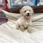 トイプードル(トイ)