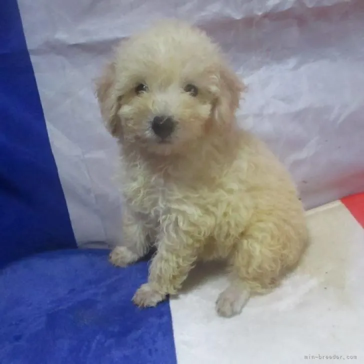 ID：2209-02292の子犬