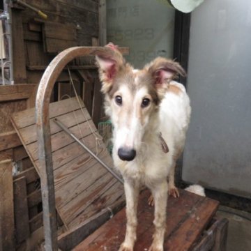 ボルゾイ【広島県・女の子・2022年7月25日・ホワイト&セーブル】の写真「ボルゾイらしい、ボルゾイです。」