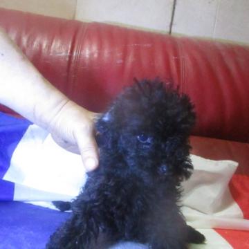 トイプードル(トイ)【広島県・男の子・2022年7月24日・ブラック】の写真「人間の膝に乗るのが大好きです。」