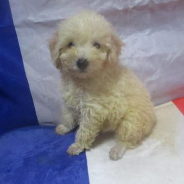 トイプードル(トイ)【広島県・男の子・2022年7月24日・ホワイト】の写真「膝に乗るのが大好きです。」