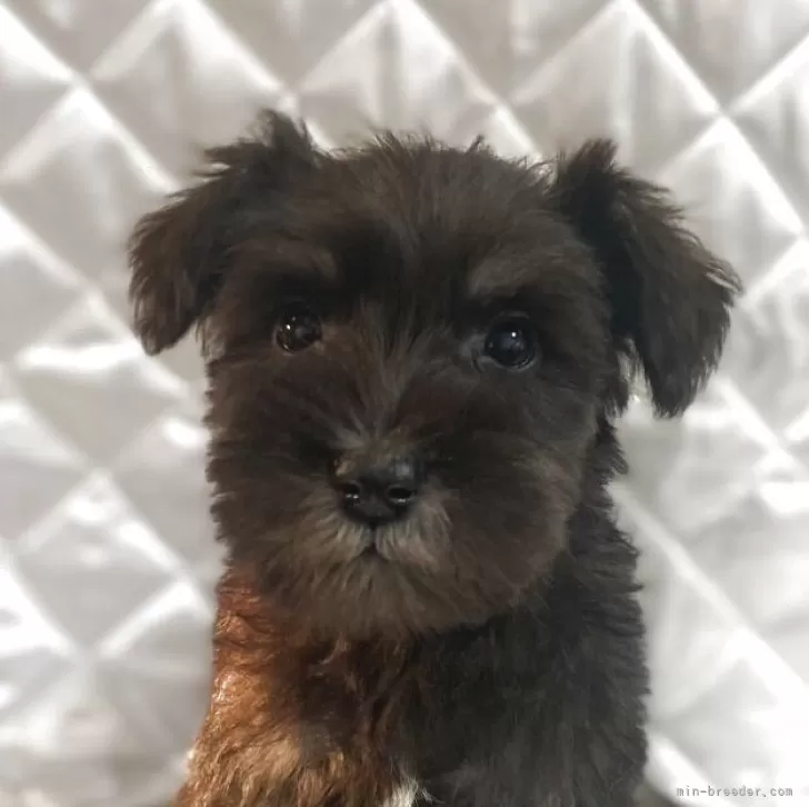 ミニチュアシュナウザー【福岡県・女の子・2025年9月13日・ソルトアンドペッパー】の写真1