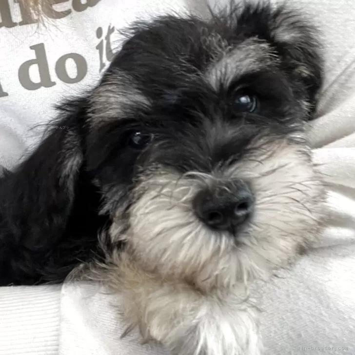 ID：2506-01889の子犬
