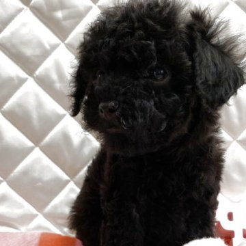 トイプードル(トイ)【福岡県・男の子・2025年10月29日・ブラック】の写真「好奇心旺盛の元気君💕」
