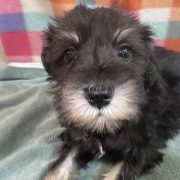 ミニチュアシュナウザー【福岡県・女の子・2025年9月13日・ブラックシルバー】の写真「おっとりさん💕」