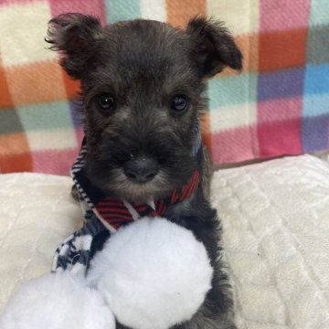 ミニチュアシュナウザー【福岡県・男の子・2024年10月27日・ソルトアンドペッパー】の写真「体格のいいイケメン君💕」