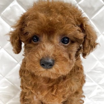 トイプードル(トイ)【福岡県・女の子・2025年6月21日・レッド】の写真「可愛い甘えちゃん💕」