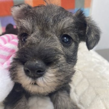 ミニチュアシュナウザー【福岡県・女の子・2024年10月27日・ソルトアンドペッパー】の写真「おっとりさん💕」
