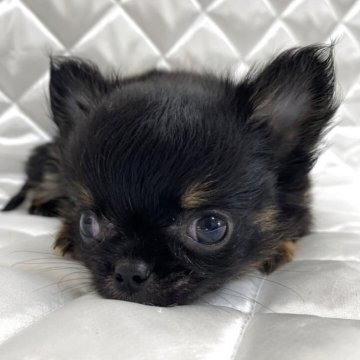 チワワ(ロング)【福岡県・男の子・2025年7月13日・ブラックタン】の写真「モコまる君💕」