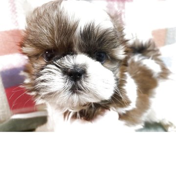 シーズー【福岡県・男の子・2025年9月22日・ホワイトゴールド】の写真「懐っこい愛玩犬💕」