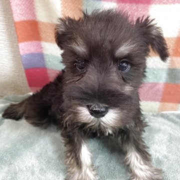 ミニチュアシュナウザー【福岡県・女の子・2025年9月13日・ソルトアンドペッパー】の写真「しっかりお姉ちゃんタイプ💕」