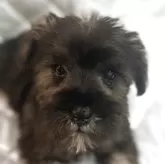 ミニチュアシュナウザー【福岡県・男の子・2025年9月13日・ソルトアンドペッパー】の写真1