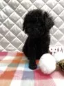 トイプードル(トイ)【福岡県・男の子・2025年10月29日・ブラック】の写真7