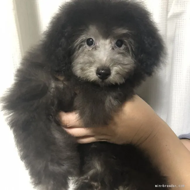 ID：2001-02256の子犬