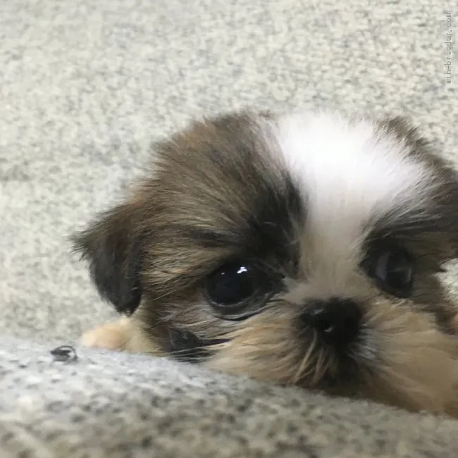 ID：2009-00882の子犬