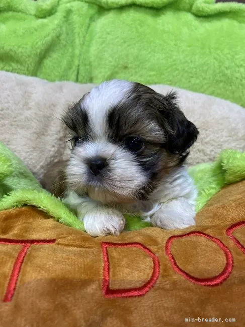 ID：2110-04260の子犬