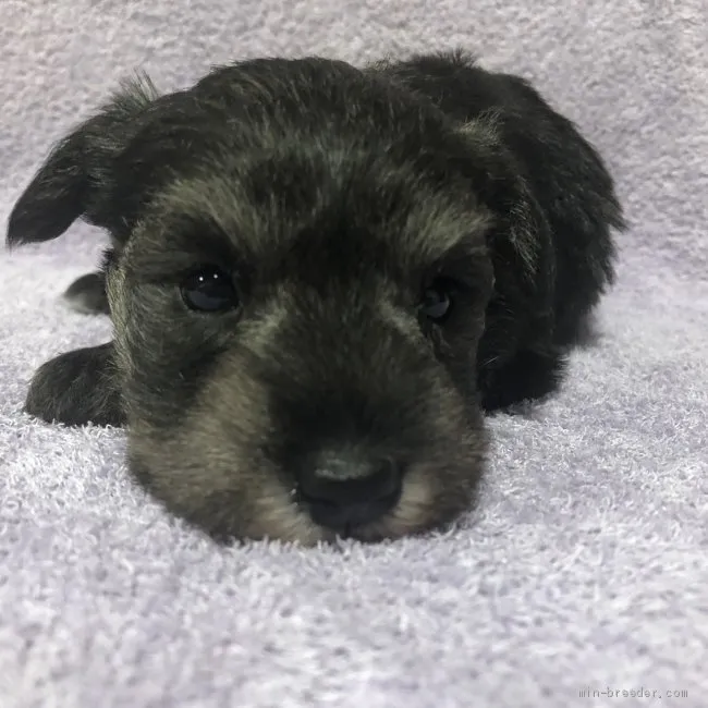 ID：1911-00693の子犬