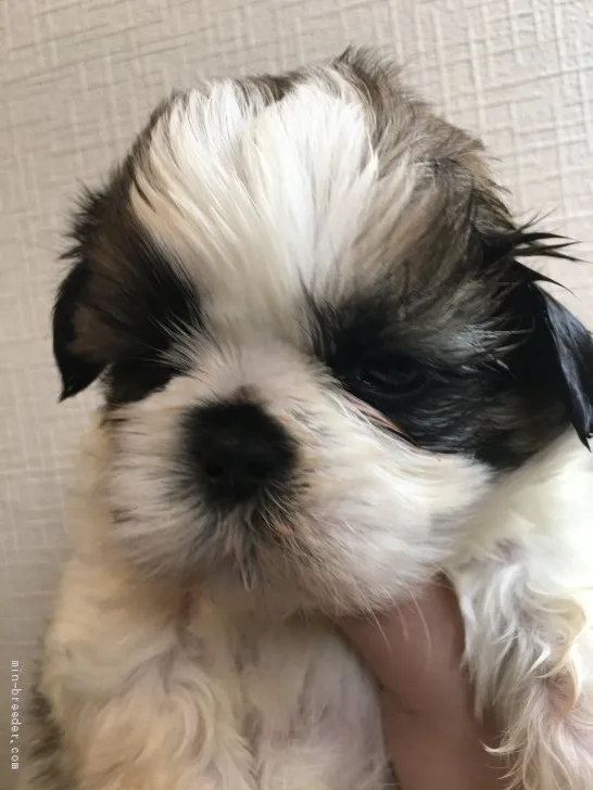 ID：2004-03059の子犬