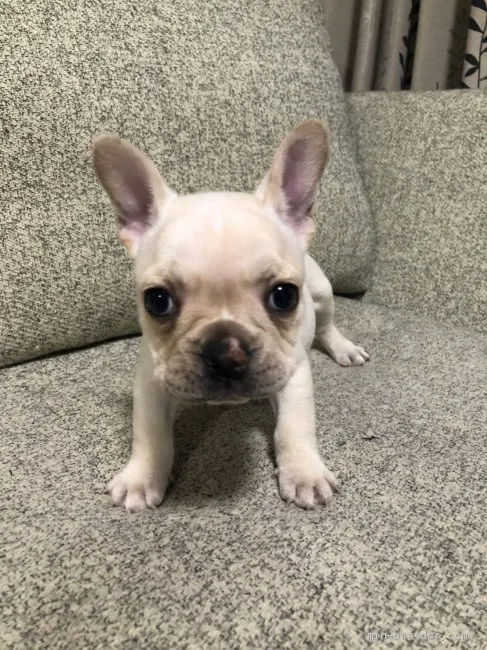 ID：1911-03051の子犬