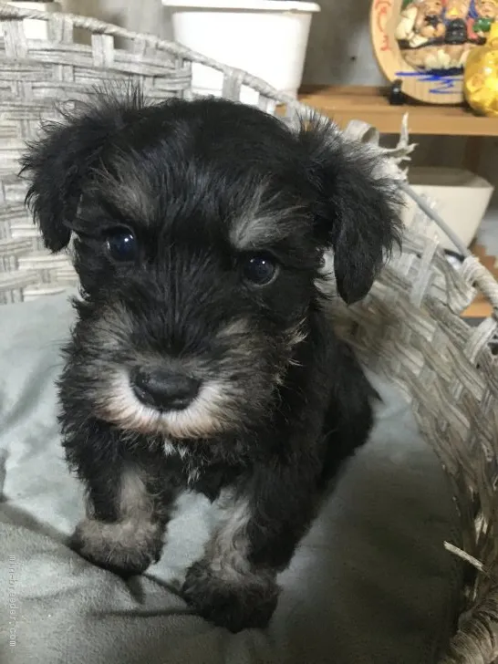 ID：2104-03003の子犬