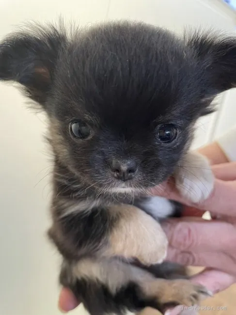 ID：2204-02754の子犬