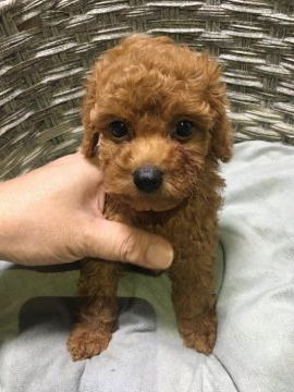 トイプードル(タイニー)【福岡県・男の子・2021年6月13日・レッド】の写真「優しいお顔のハンサムボーイ☆」