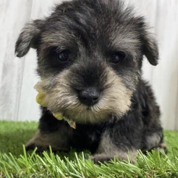 ミニチュアシュナウザー【福岡県・男の子・2022年10月5日・ソルトアンドペッパー】の写真「チビシュナ君💕」