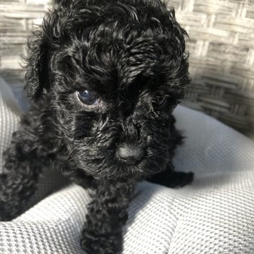 トイプードル(トイ)【福岡県・女の子・2020年10月7日・ブラック】の写真「綺麗な真っ黒女の子」