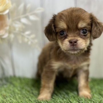 チワックス(ダックスフンド×チワワ)【福岡県・女の子・2024年7月15日・フォーン】の写真「小ぶりの可愛い子💕」