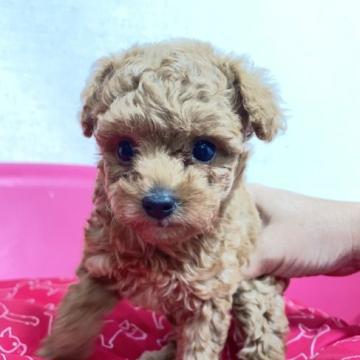 トイプードル(タイニー)【福岡県・女の子・2022年7月25日・アプリコット】の写真「可愛い姉妹です💕」