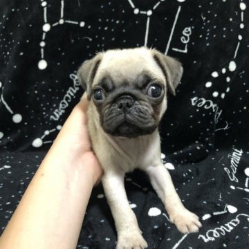 パグ【福岡県・女の子・2019年8月14日・フォーン】の写真「癒しのまん丸ちゃん💖」