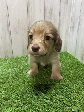 ミニチュアダックスフンド(ロング)【福岡県・男の子・2022年1月22日・シェーデッドイエロー】の写真「穏やかな甘えんぼさん」