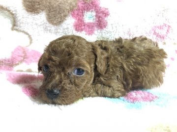 トイプードル(タイニー)【福岡県・女の子・2019年8月3日・レッド】の写真「可愛い💕プーちゃん」