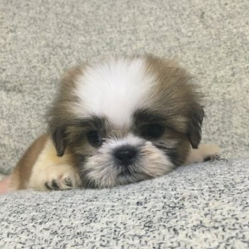 シーズー【福岡県・男の子・2020年7月25日・ホワイトゴールド】の写真「ふわふわ小柄な男の子」