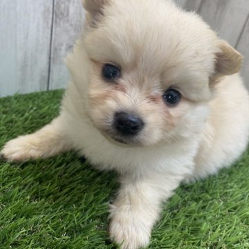 ポメチワ(ポメラニアン×チワワ)【福岡県・男の子・2024年7月25日・クリーム】の写真「モフモフの可愛い子😍」