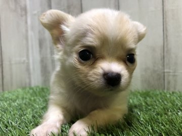 チワワ(ロング)【福岡県・男の子・2021年6月20日・ホワイトクリーム】の写真「とっても可愛いおチビ君♡」