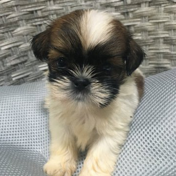 シーズー【福岡県・女の子・2020年8月12日・ホワイトブラウン】の写真「ブラックマスクの女の子」