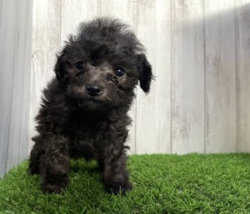 トイプードル(タイニー)【福岡県・女の子・2022年2月20日・シルバー】の写真「ちっちゃくて可愛い子💕」