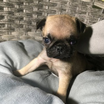 パグ【福岡県・男の子・2020年10月2日・フォーン】の写真「小さめパグくん」