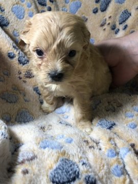 マルプー【福岡県・女の子・2020年12月12日・アプリコット】の写真「元気で可愛いマルプーちゃん」