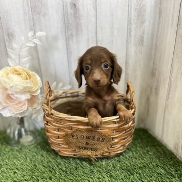 ミニチュアダックスフンド(ロング)【福岡県・女の子・2024年7月7日・チョコレートタン】の写真「とっても可愛い子💕」